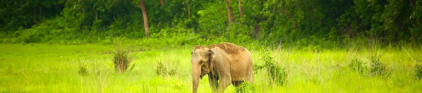 chitwan-new chitwan-new